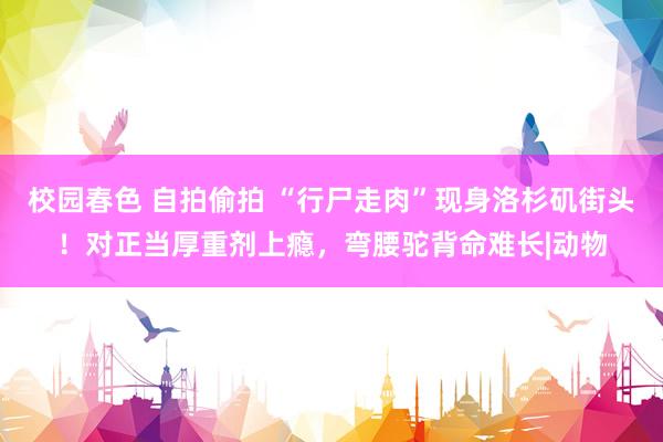 校园春色 自拍偷拍 “行尸走肉”现身洛杉矶街头！对正当厚重剂上瘾，弯腰驼背命难长|动物