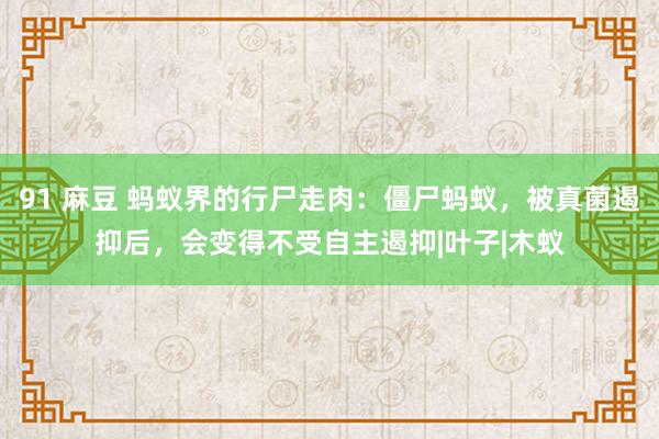 91 麻豆 蚂蚁界的行尸走肉：僵尸蚂蚁，被真菌遏抑后，会变得不受自主遏抑|叶子|木蚁